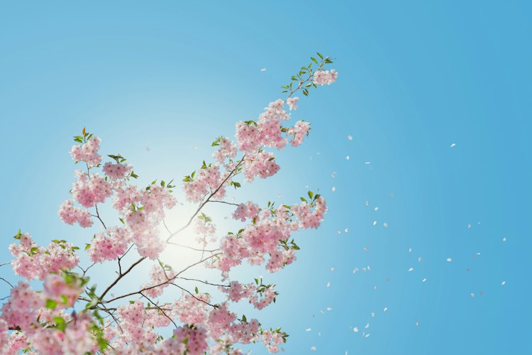 A field of blooming trees releasing visible pollen into the sunlight