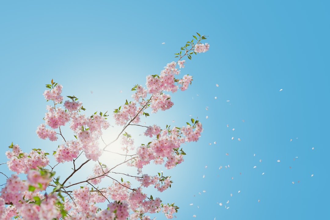 low angle of pink flowering tree,