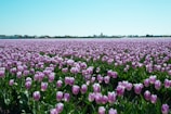 A panoramic shot of colorful tulip fields stretching towards the horizon under a blue sky.