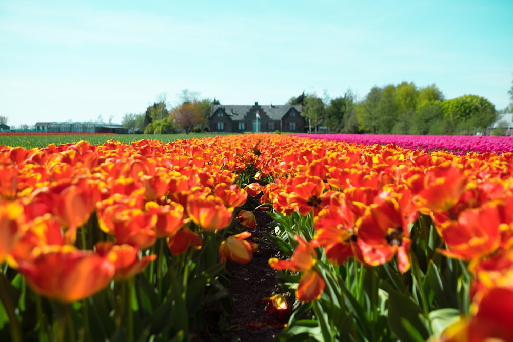 青緑色の空の下の家の近くの赤と黄色の花びらの花畑