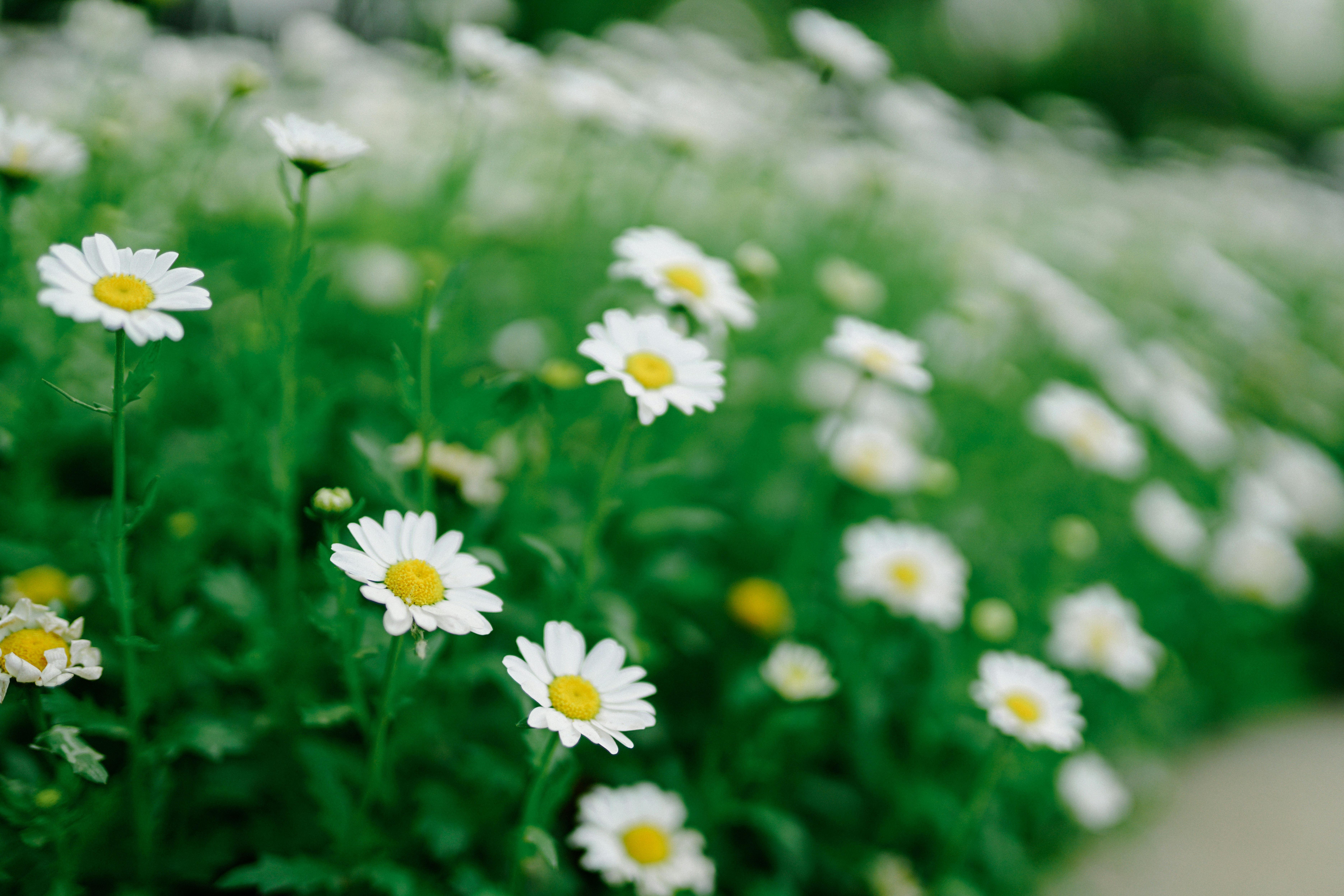 Free Unsplash photo from Yuanbin Du