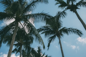 coconut tree