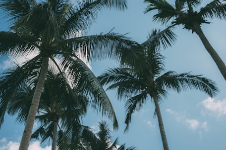 coconut tree
