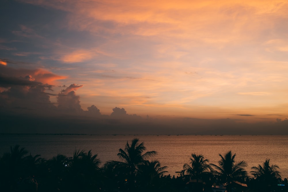 silhouette of coconut palm trees