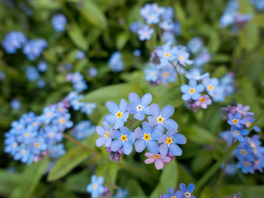selective focus photography of blue flowers