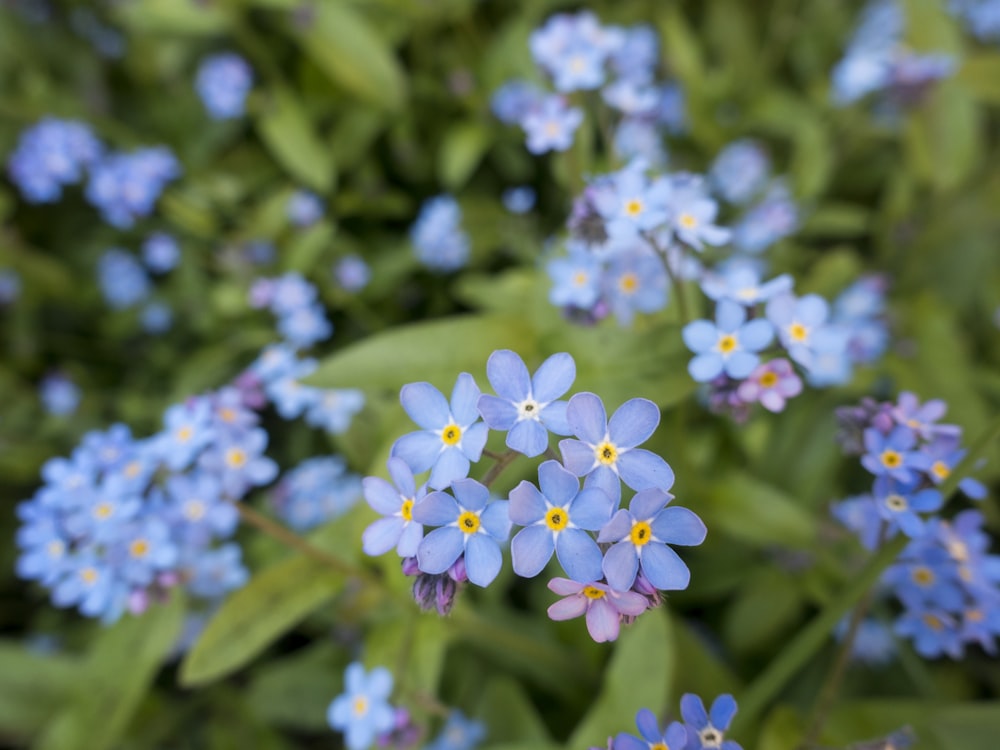 selective focus photography of blue flowers