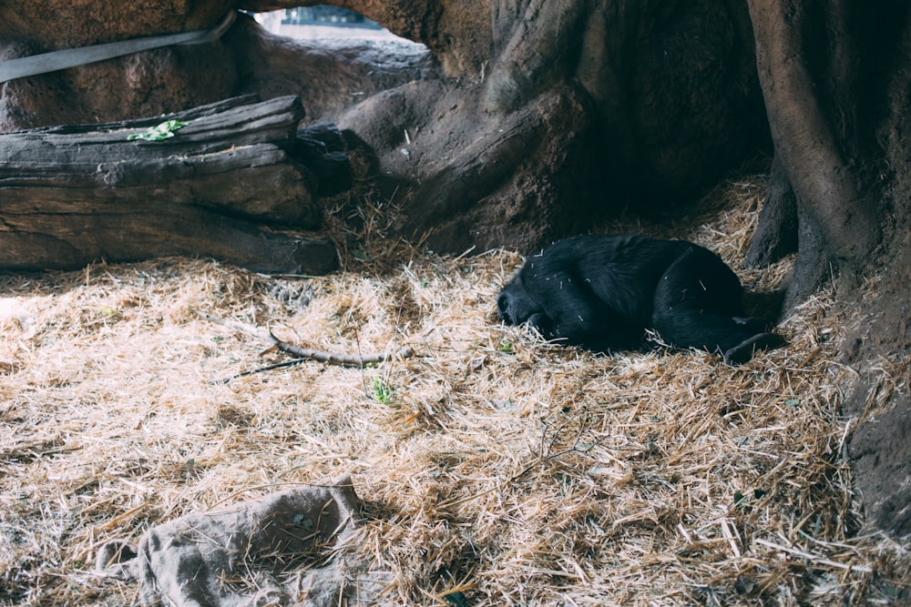 black monkey sleeping on brown grass