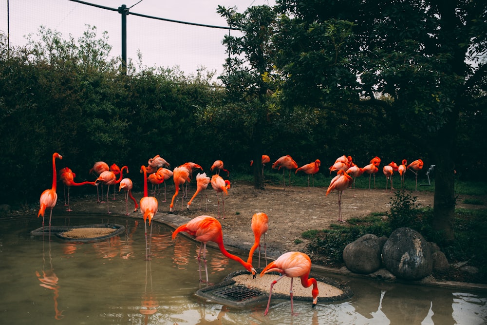 pink flamingos standing on and beside body of water