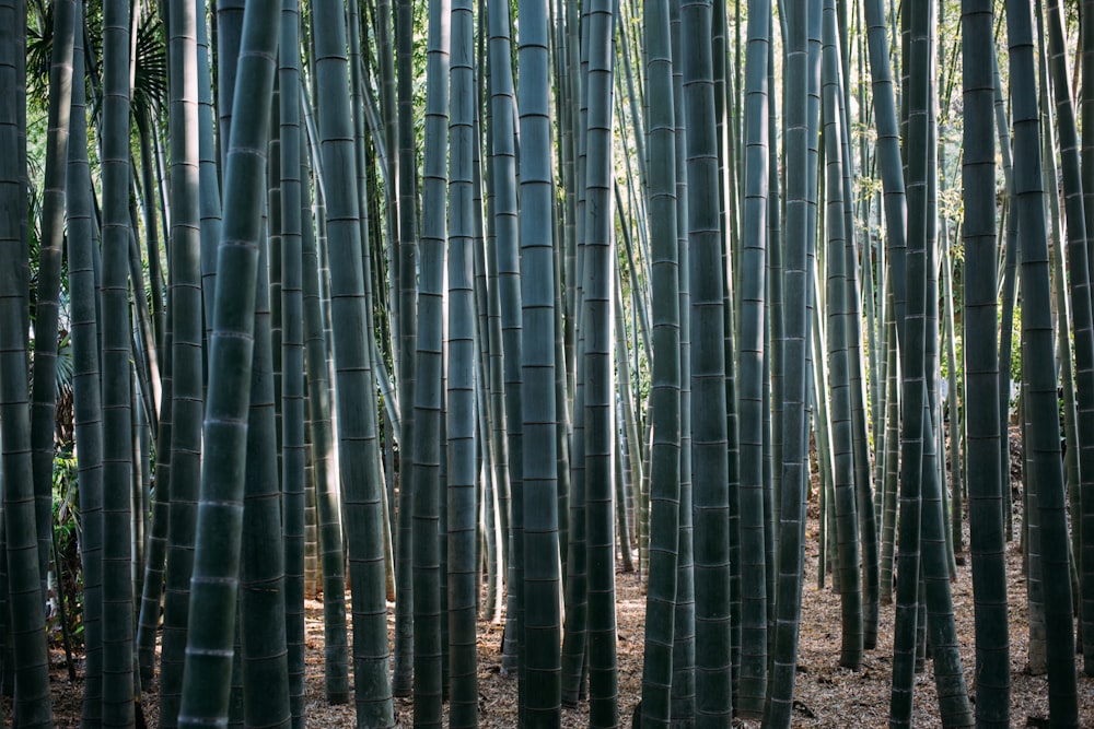 árvore de bambu verde durante o dia