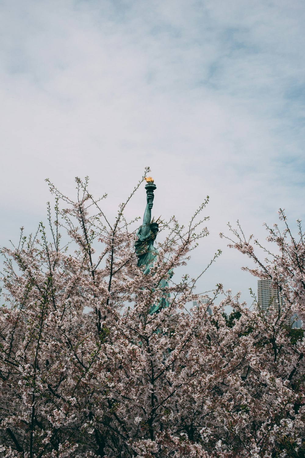 fotografia dell'albero di sakura