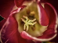 Close-up of a detailed floral painting showcasing delicate brush strokes and rich textures.