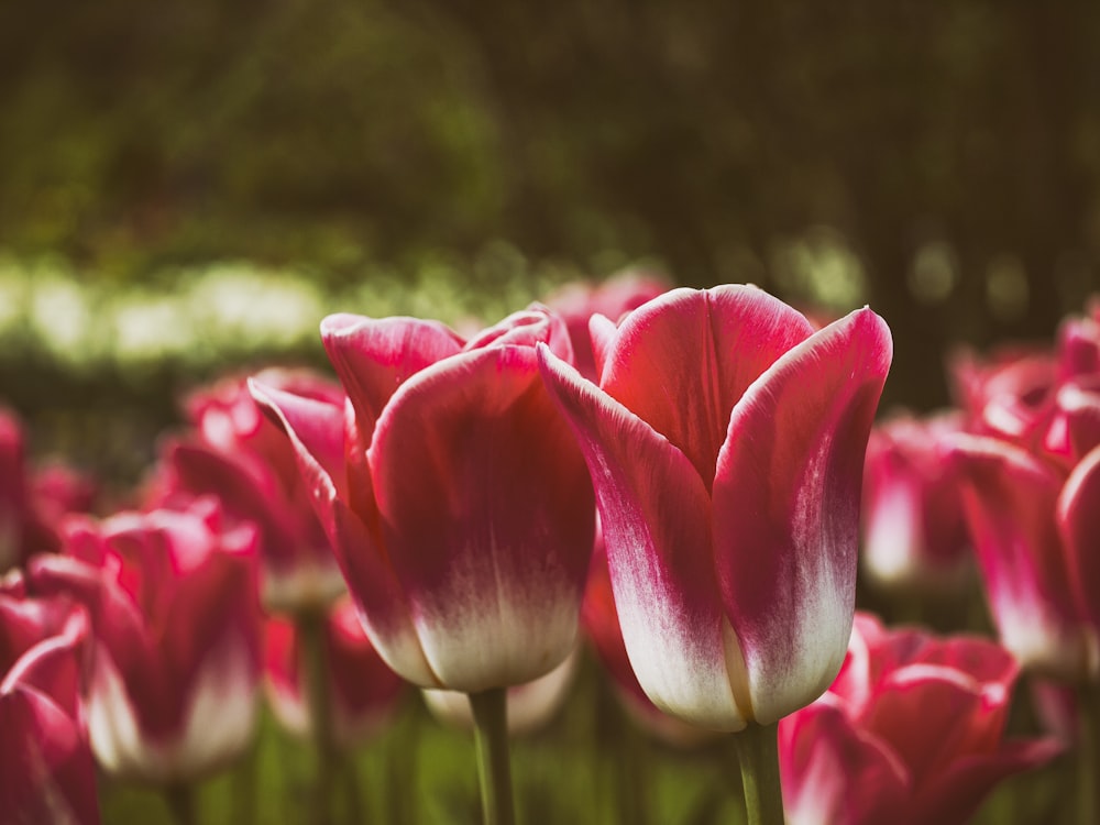 Rote Tulpen auf Makroaufnahme