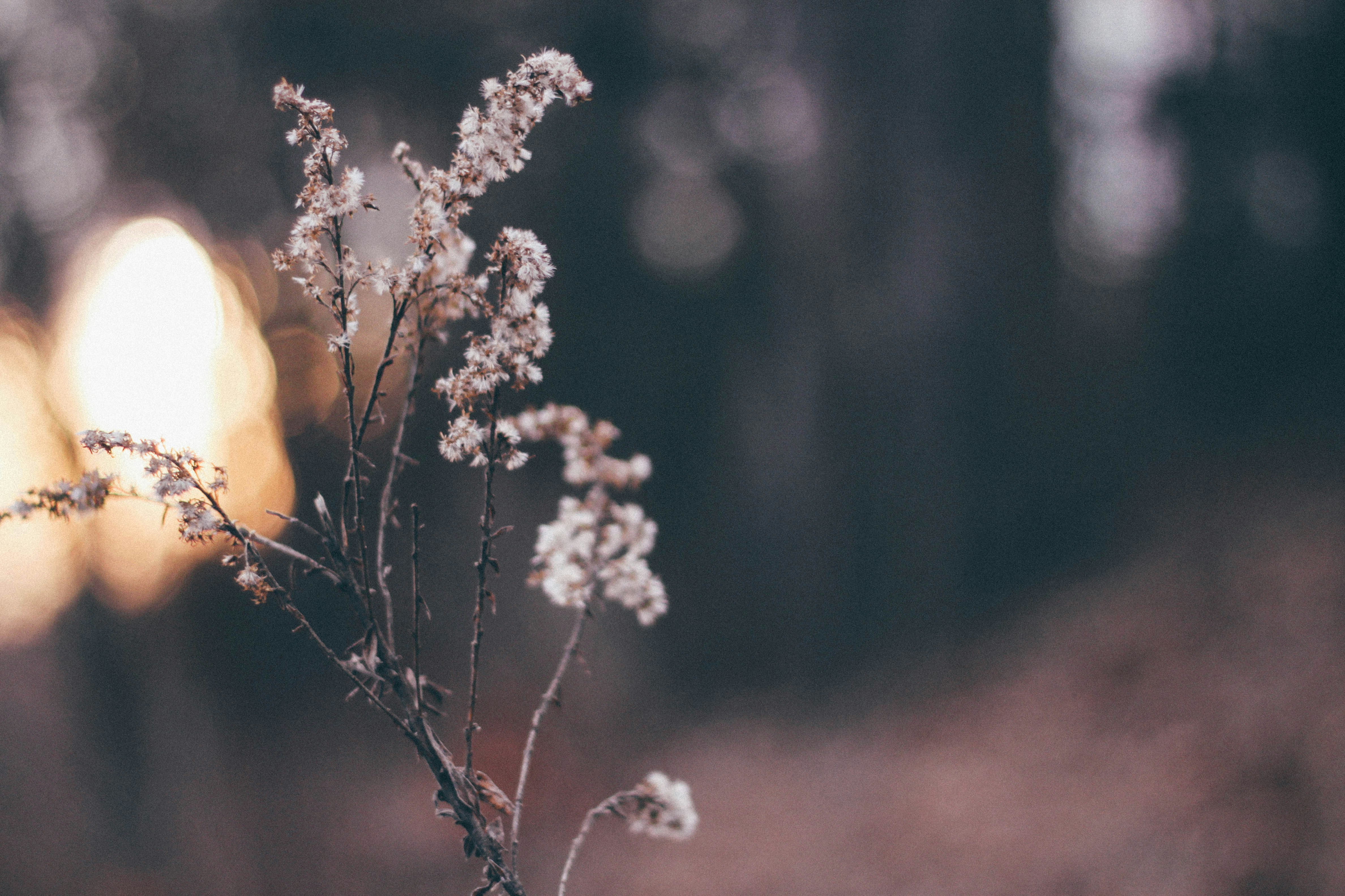 Dry white branches