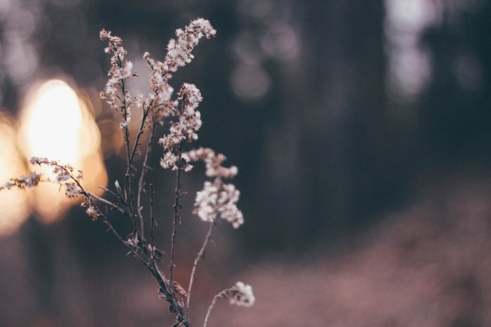 selective focus photography of white petaled flower