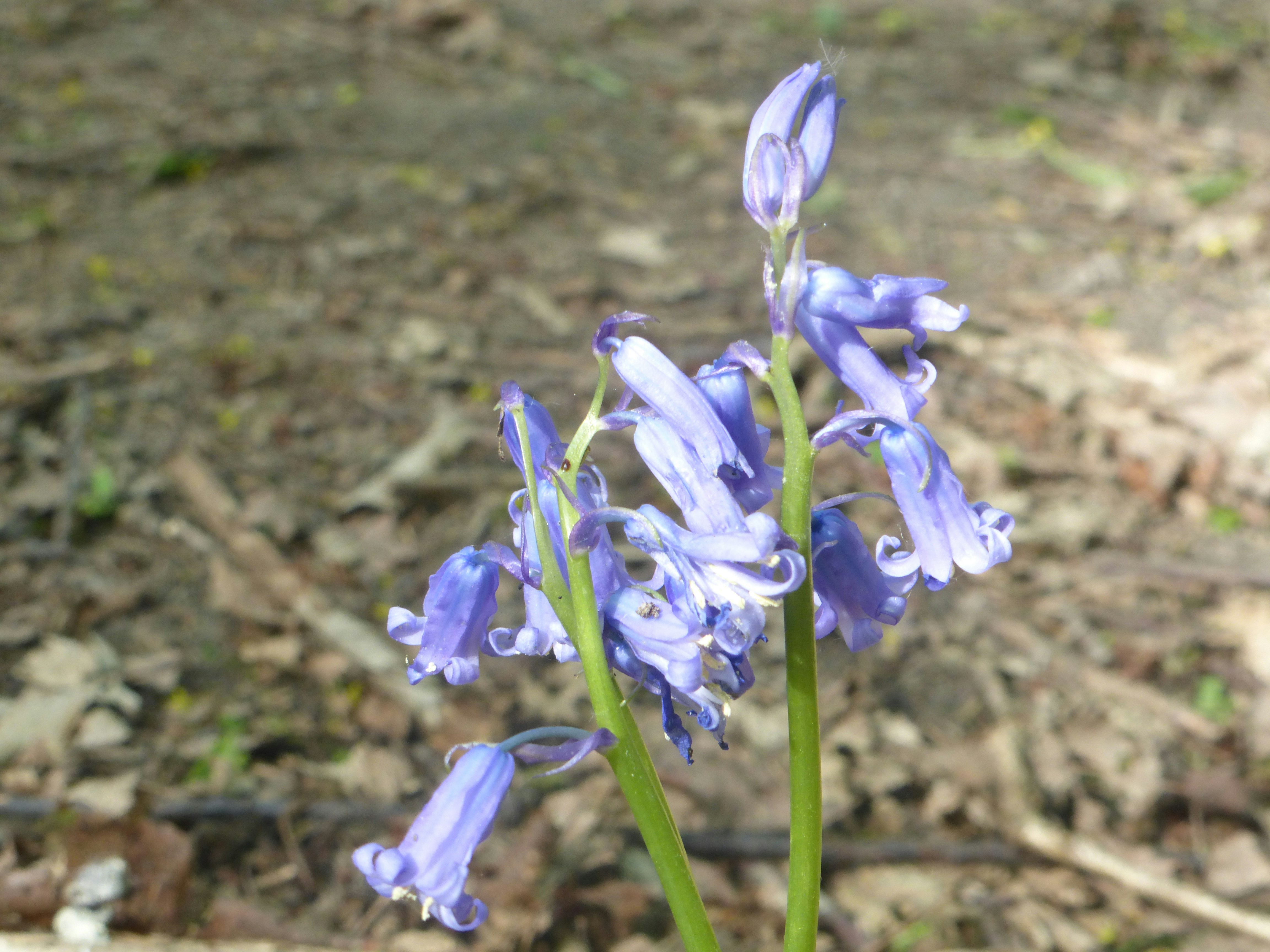 Free Unsplash photo from Jules Fouchy