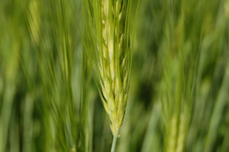 Close-up of vibrant green young barley leaves glowing in sunlight, symbolizing natural detox.