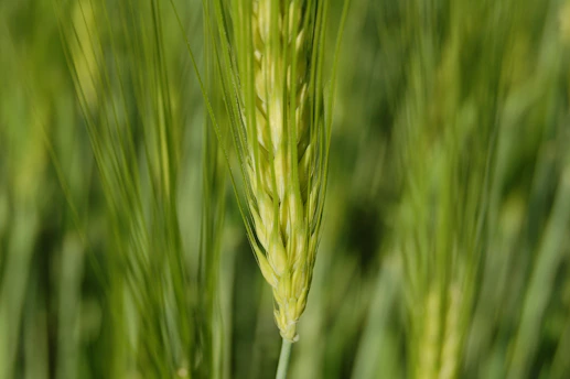 Close-up of vibrant green young barley leaves glowing in sunlight, symbolizing natural detox.