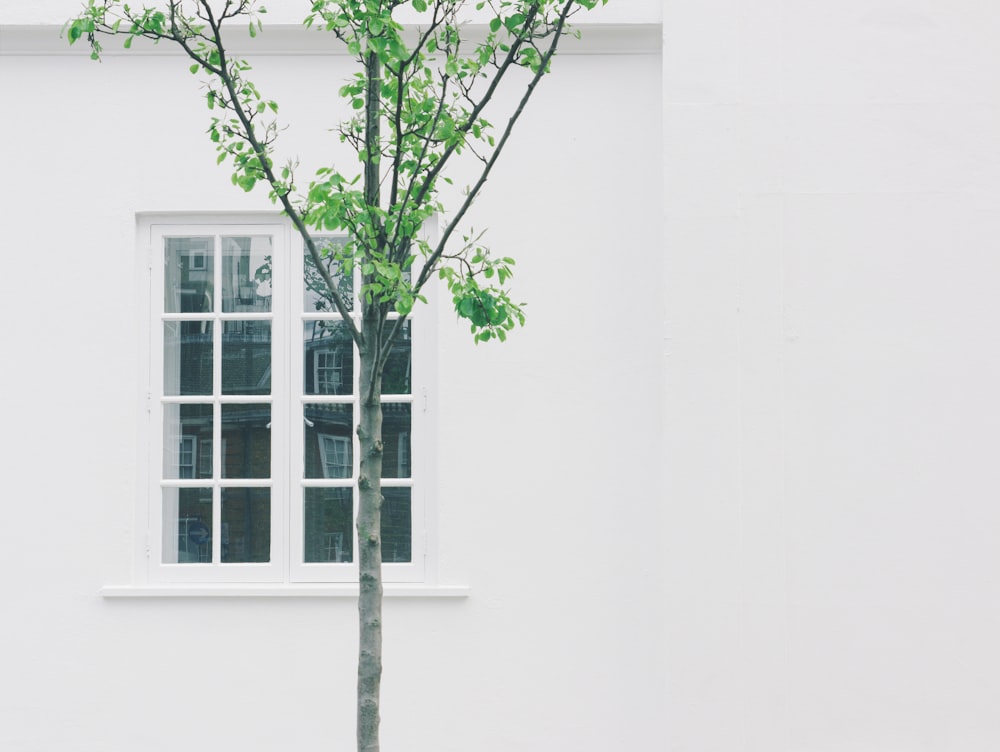 유리창이 있는 흰색 콘크리트 건물 옆에 녹색 잎이 있는 나무