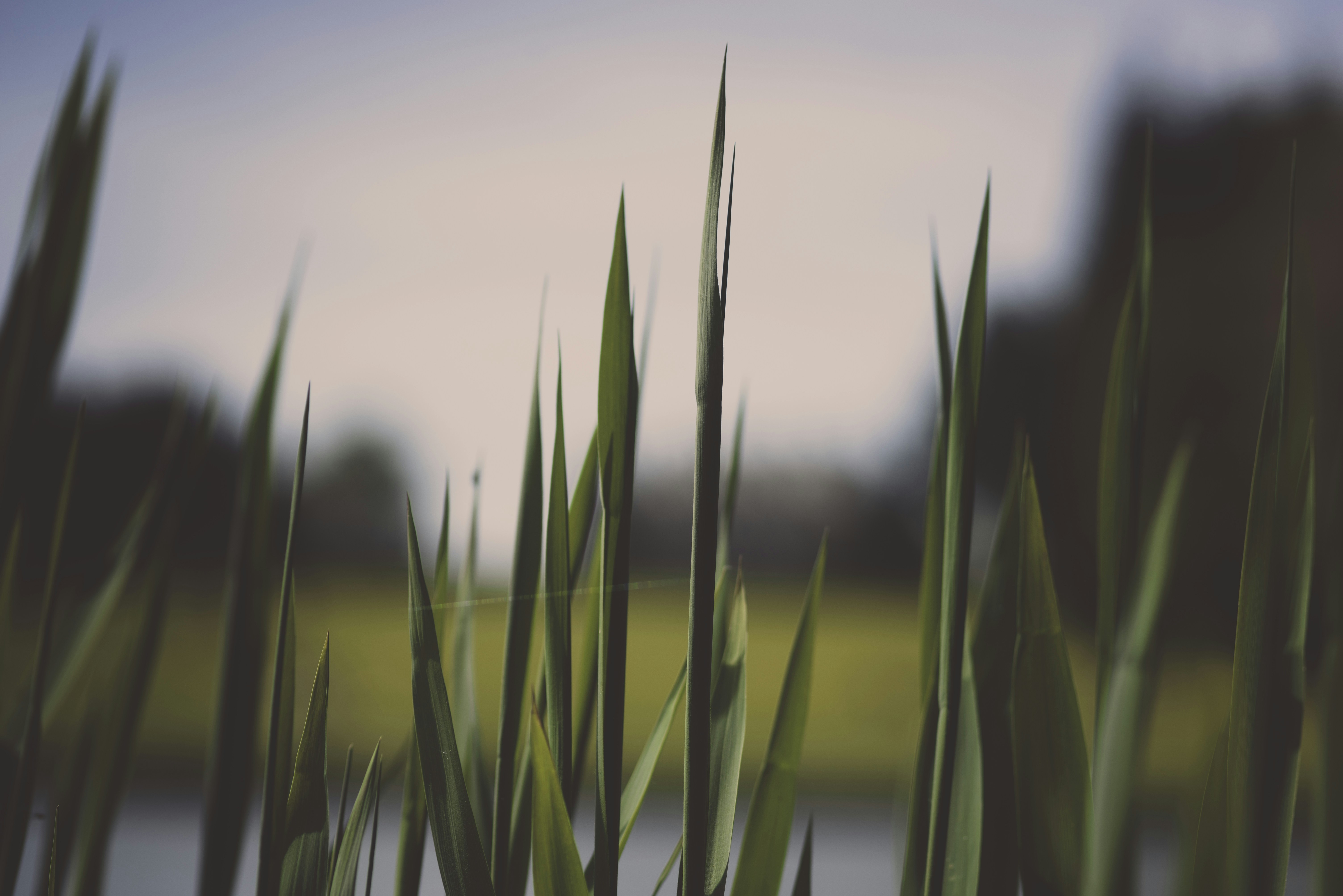 Best 20+ Grass Pictures Download Free Images on Unsplash