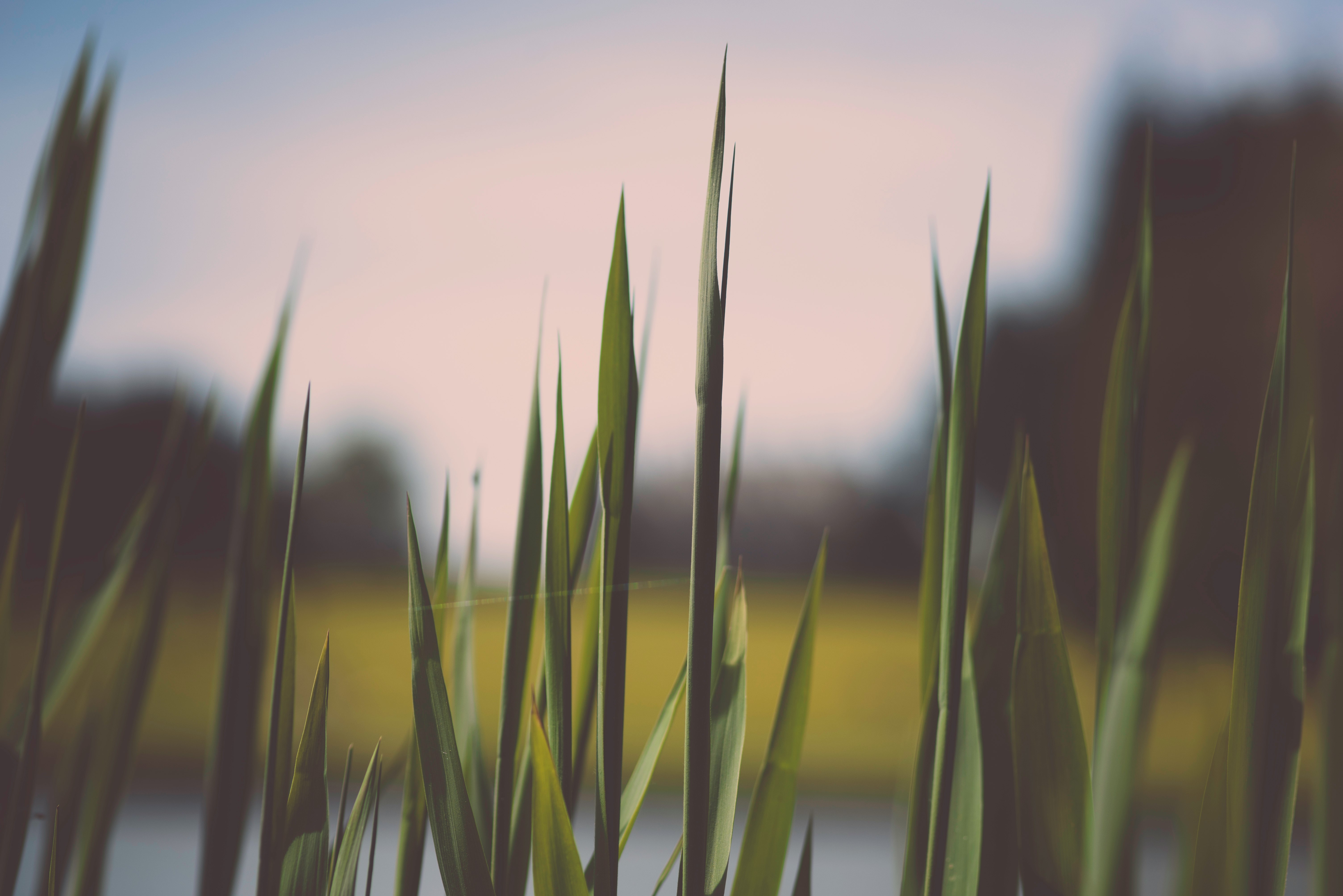 closeup photo of green grass