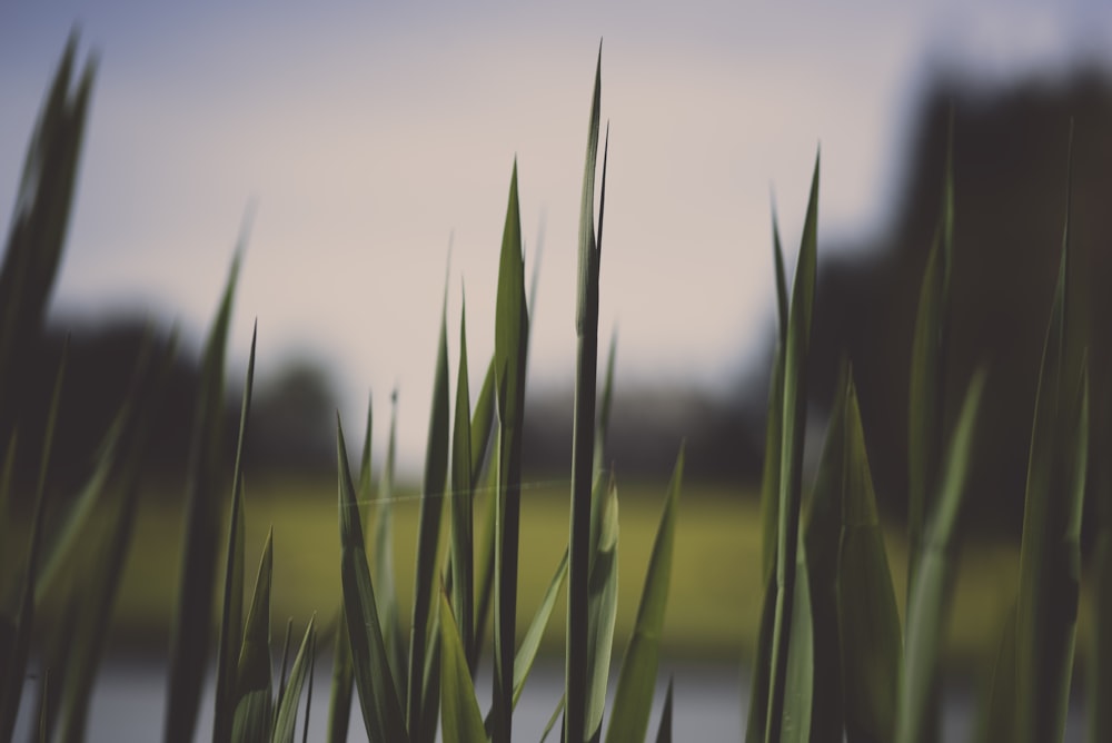 foto de closeup da grama verde
