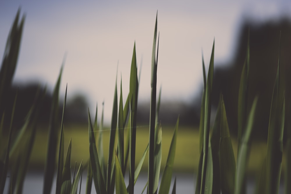 closeup photo of green grass