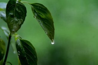 Close-up of water droplets on green leaves.