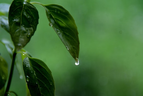 Close-up of water droplets on green leaves.