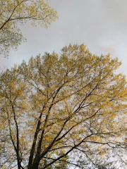 A roadmap graphic connecting all phases with natural elements like leaves and sunlight.