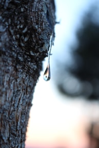 A close-up of a tree bark with a single clear resin drop hanging from it, reflecting the light. The background is softly blurred with tones of blue and pink, suggesting a calm, serene environment.