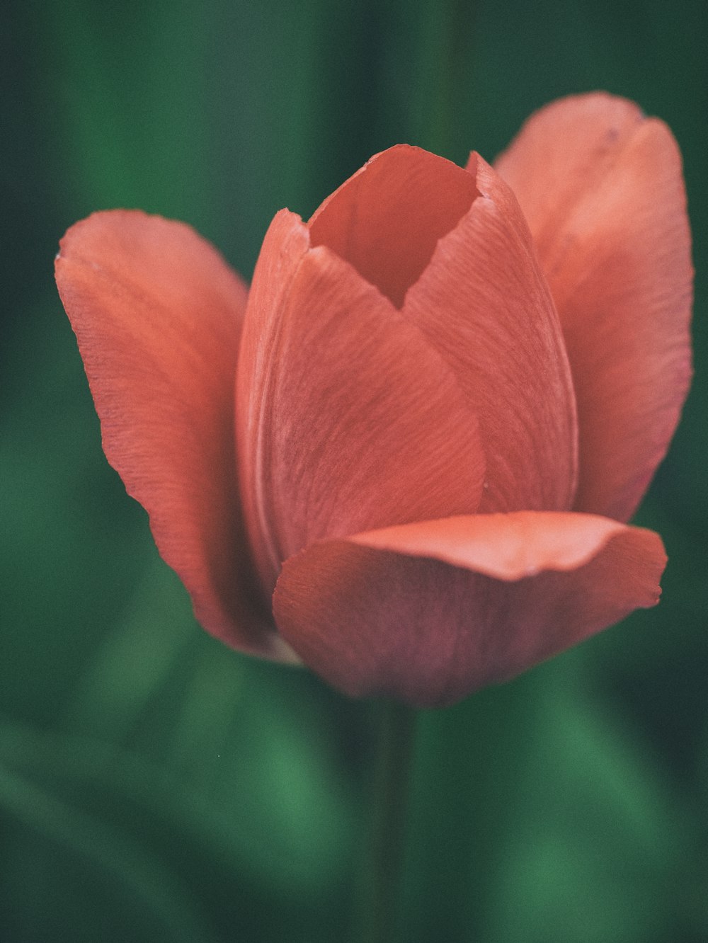 red-petaled flower