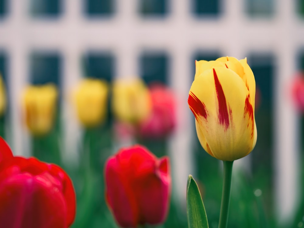 selective focus photography of yellow flower