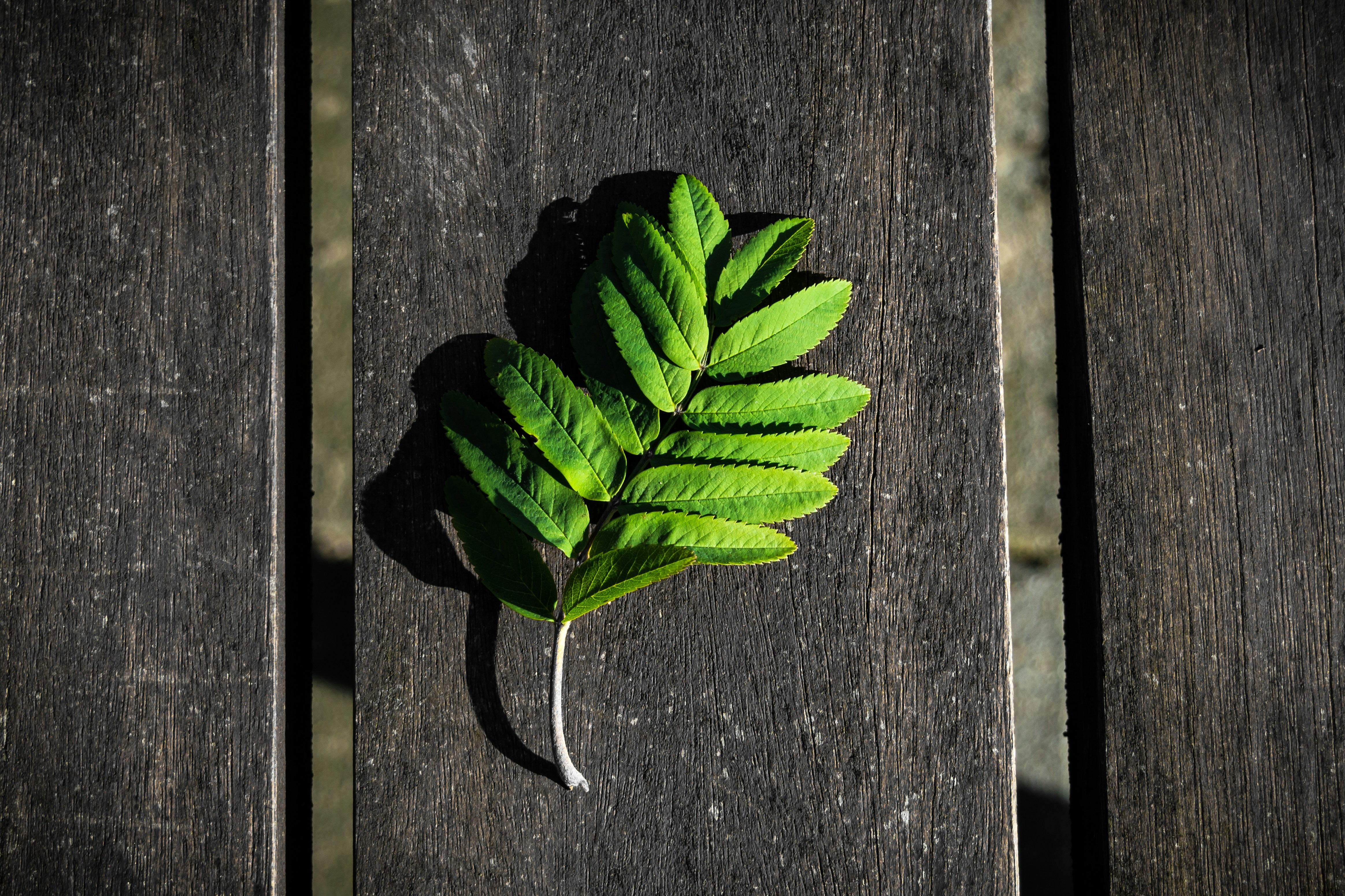 Free Unsplash photo from Alex Diaconu