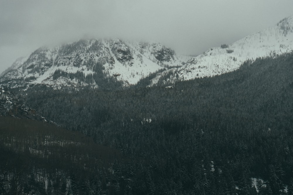 green trees with mountain filled with snow