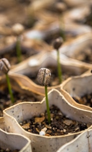 row of bean sprout