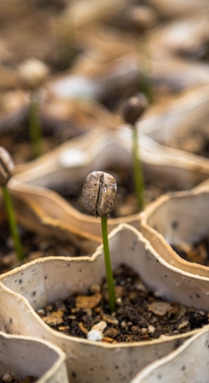 row of bean sprout