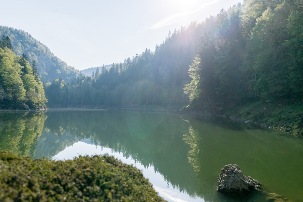 calm body of water near tree during daytime