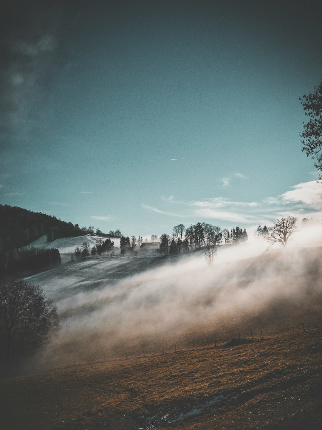 misty forest during daytime