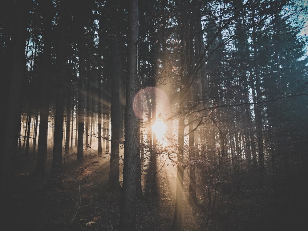 silhouette of trees