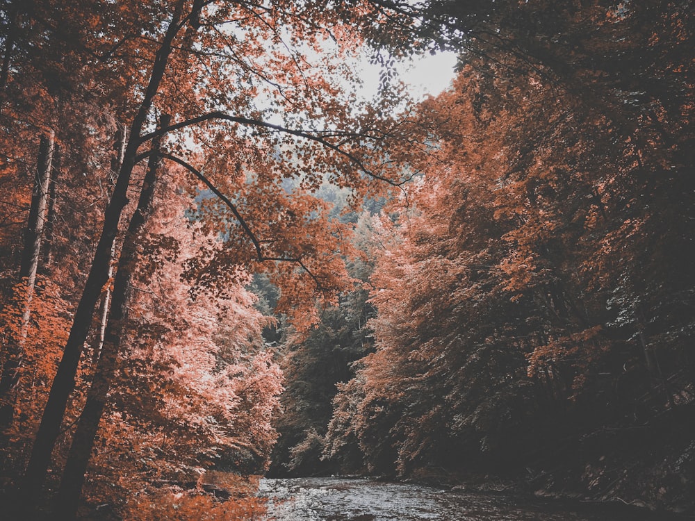 bosque y cuerpo de agua durante el día