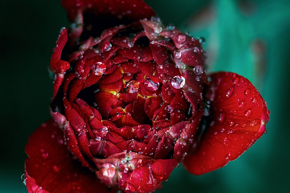fotografia macro de rosa vermelha