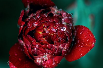 close-up of dew on a vibrant red rose