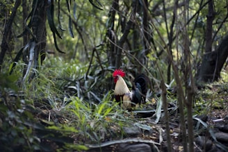 A proud breeder holding a vibrant fighting rooster in a lush tropical setting.