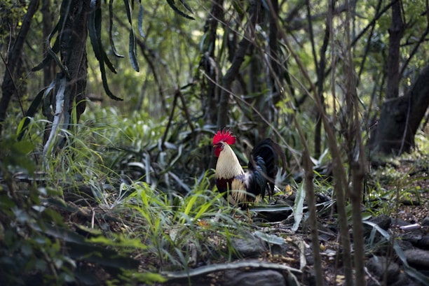 A proud breeder holding a vibrant fighting rooster in a lush tropical setting.