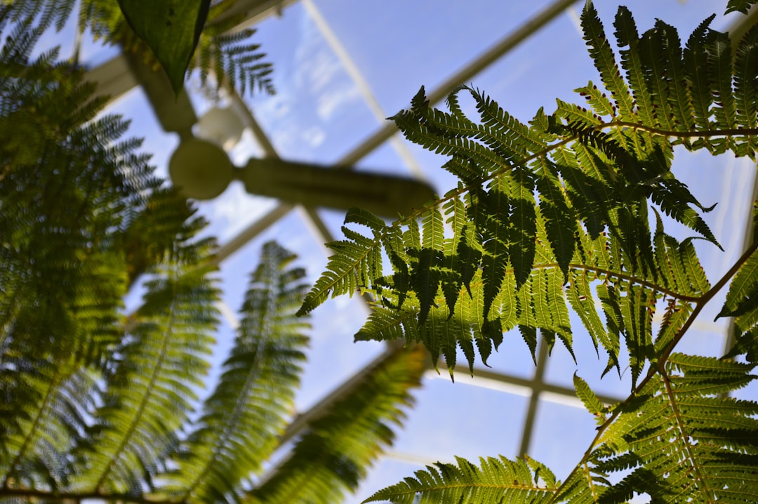 green plant in shallow focus shot