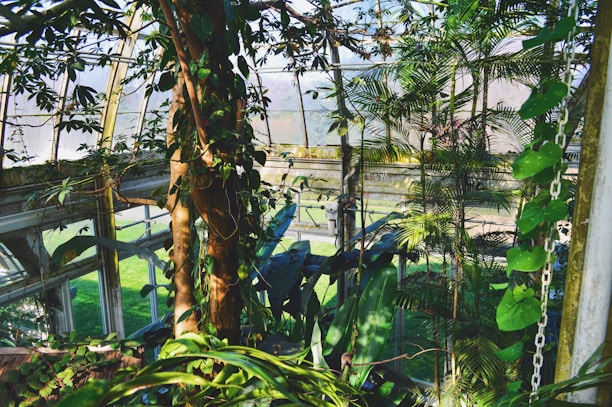 Lush green vegetation grows abundantly inside a greenhouse, with various plants including ferns and tall trees surrounded by large glass windows. Sunlight filters through the glass, casting gentle shadows and illuminating the vibrant foliage.