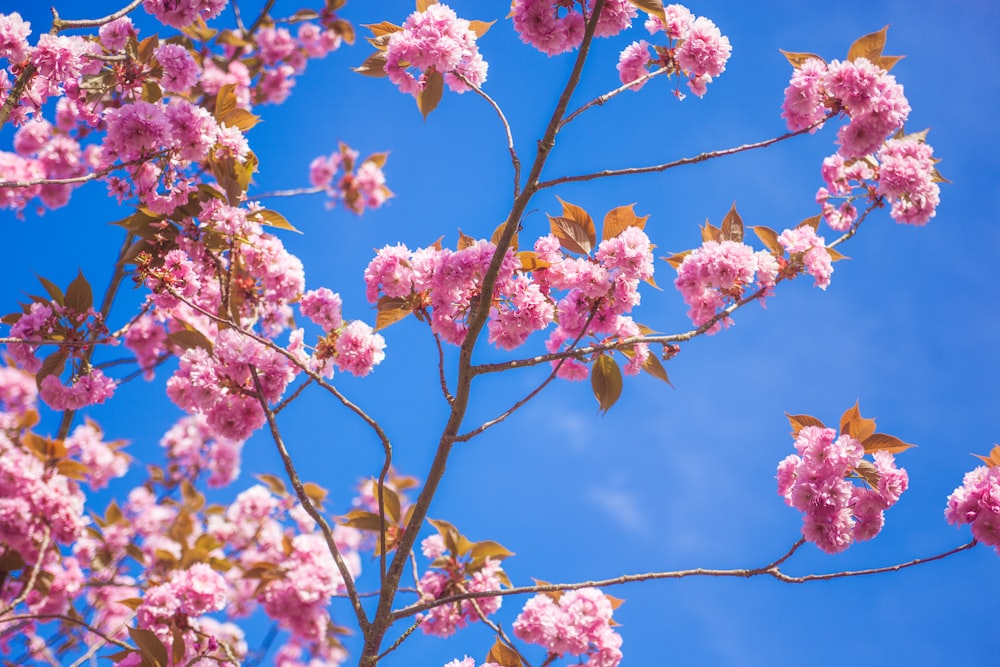 Las flores rosadas se plantan bajo el cielo azul durante el día