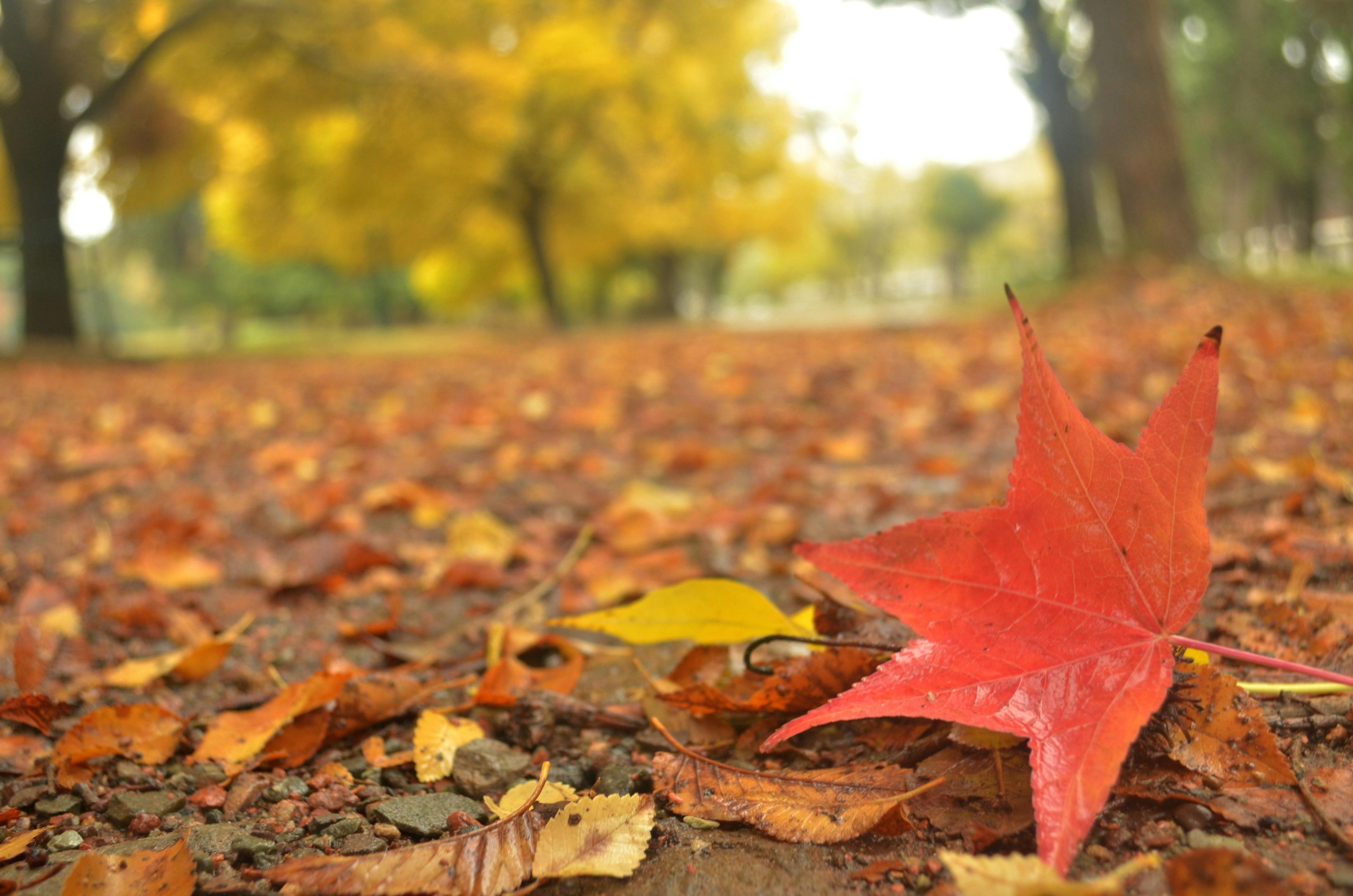 Free Unsplash photo from Matías Funes