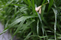 Bright green grass with dew drops shining in the early morning light.