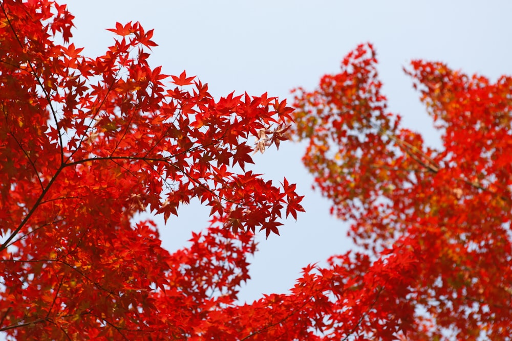 Fotografia de foco raso de árvore de folhas vermelhas